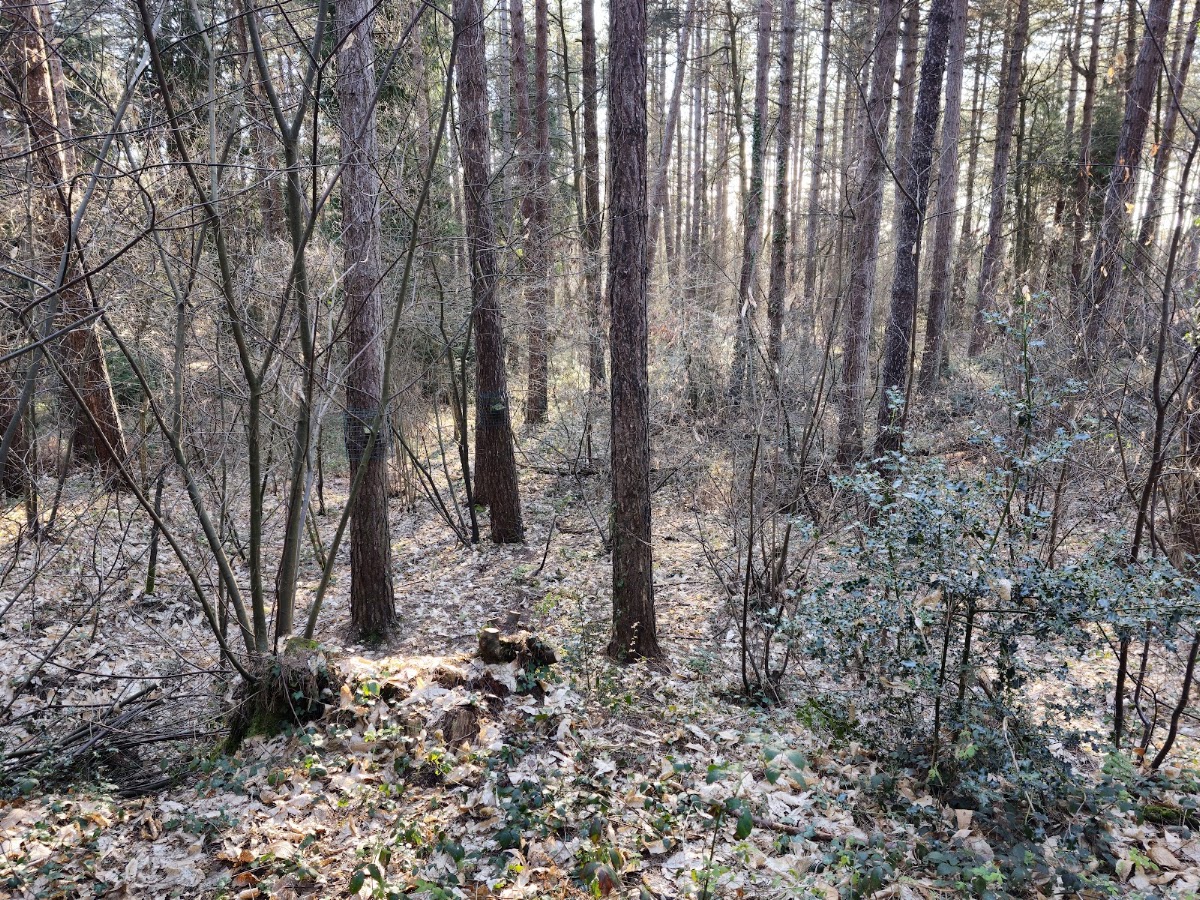 Parkhurst Forest
