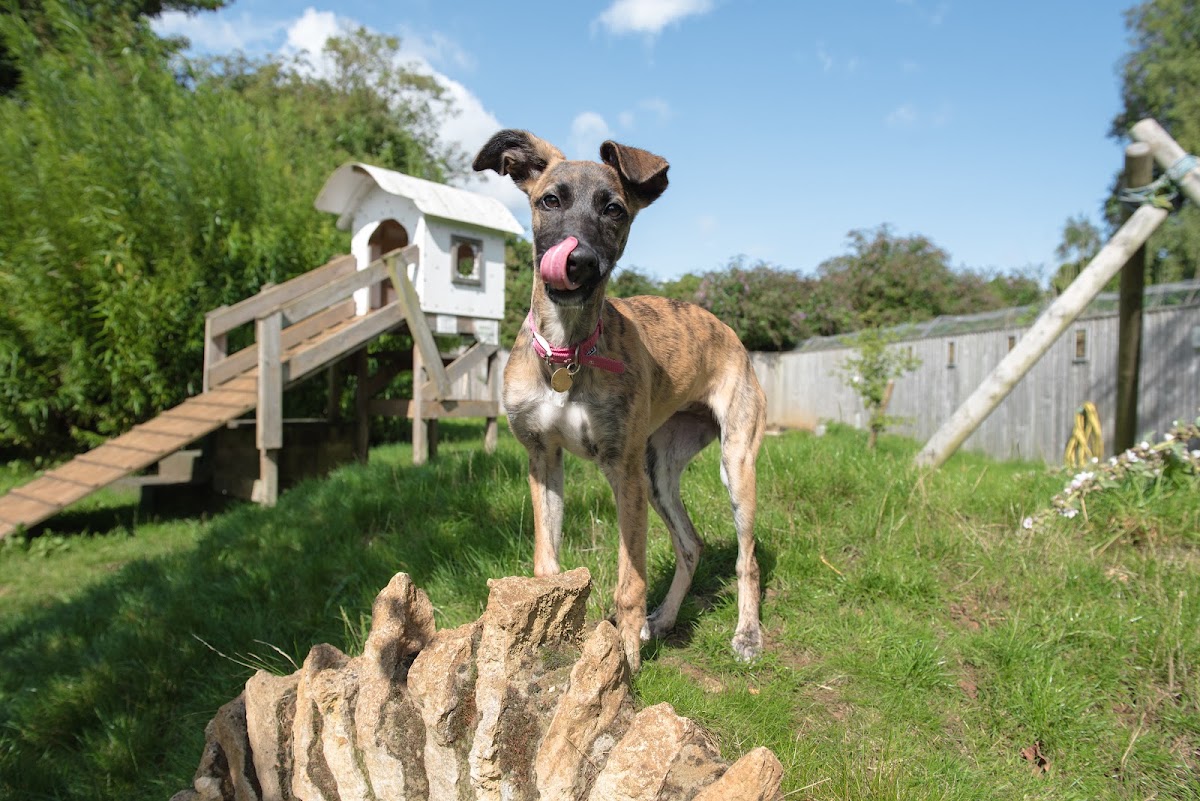 Paw Store at Bath Cats and Dogs Home