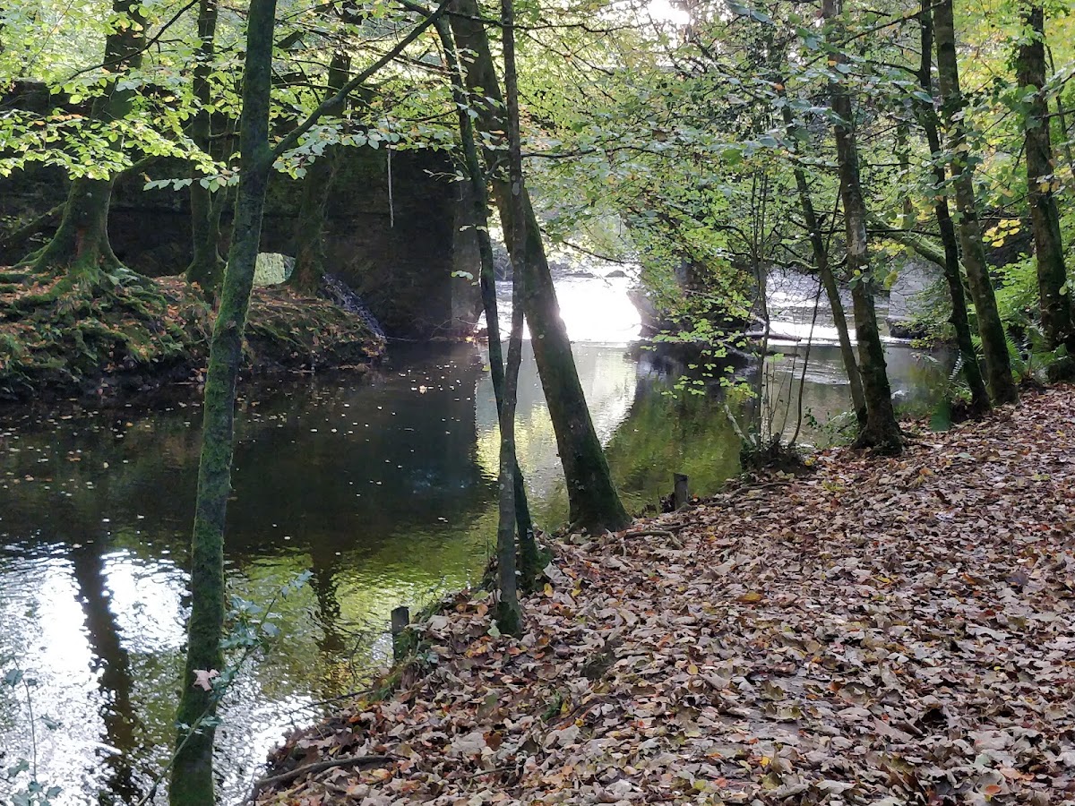 Plymbridge Woods