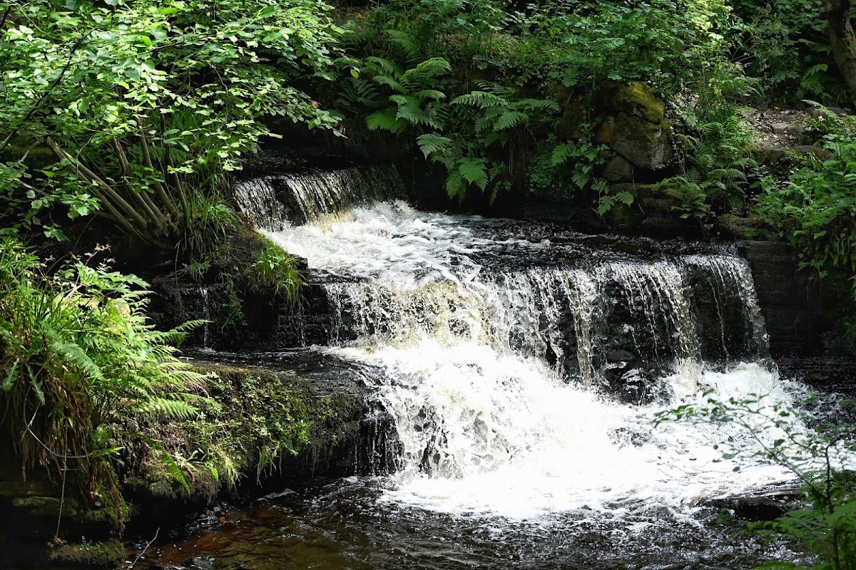 Rivelin Valley Nature Trail