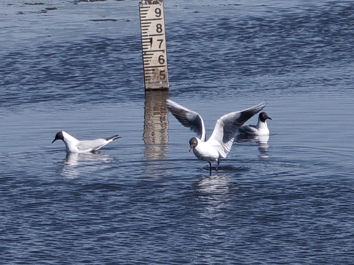 RSPB Marshside