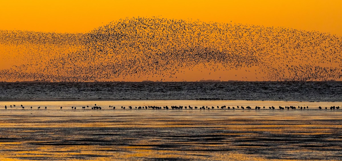 RSPB Snettisham