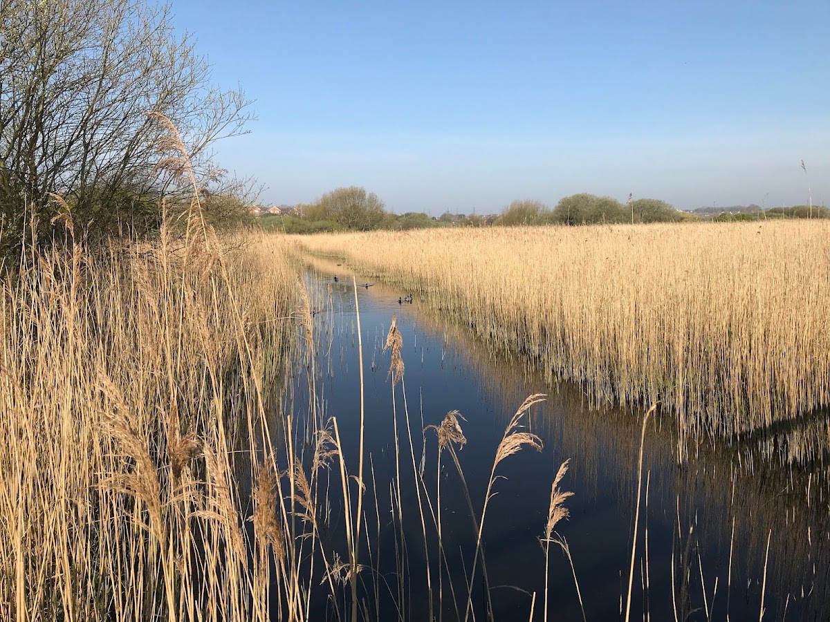 RSPB Weymouth Wetlands Radipole Lake