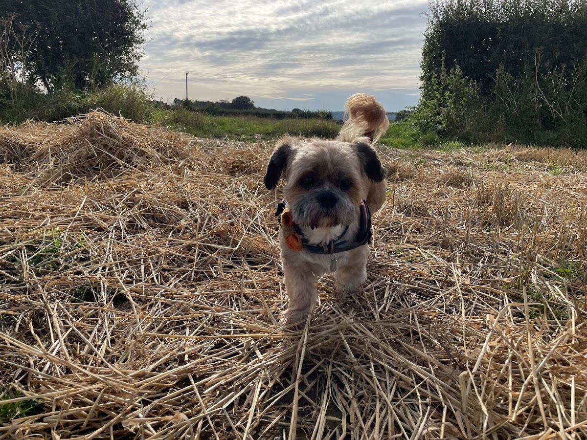 Ryedale Vets