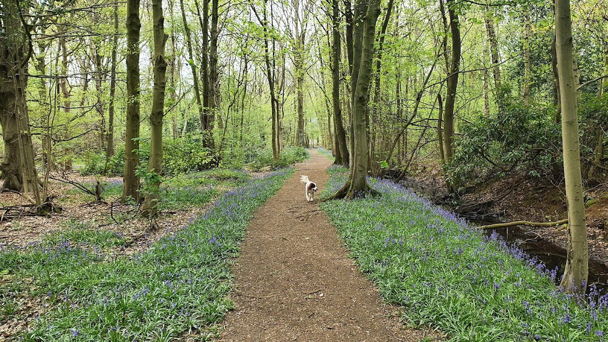 Sandall Beat Wood