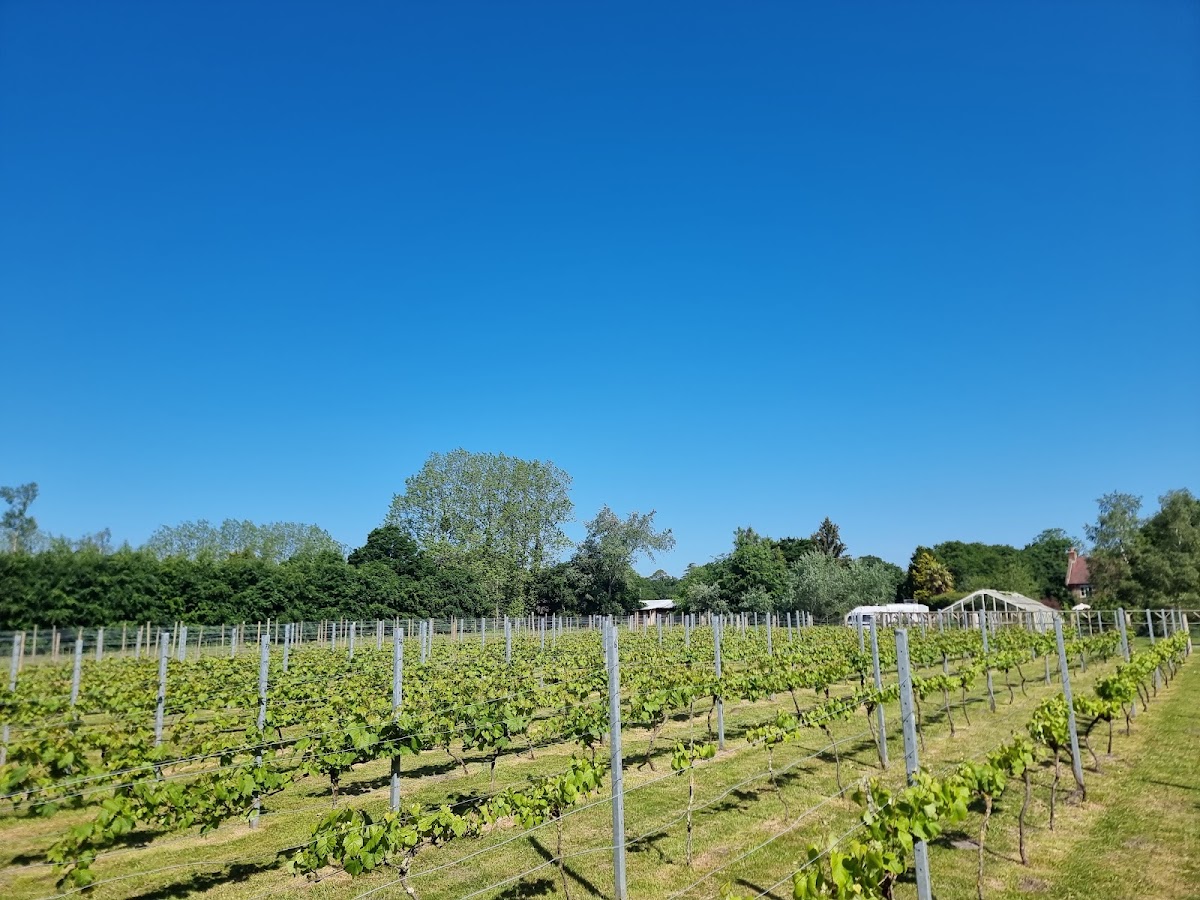 Setley Ridge Vineyard