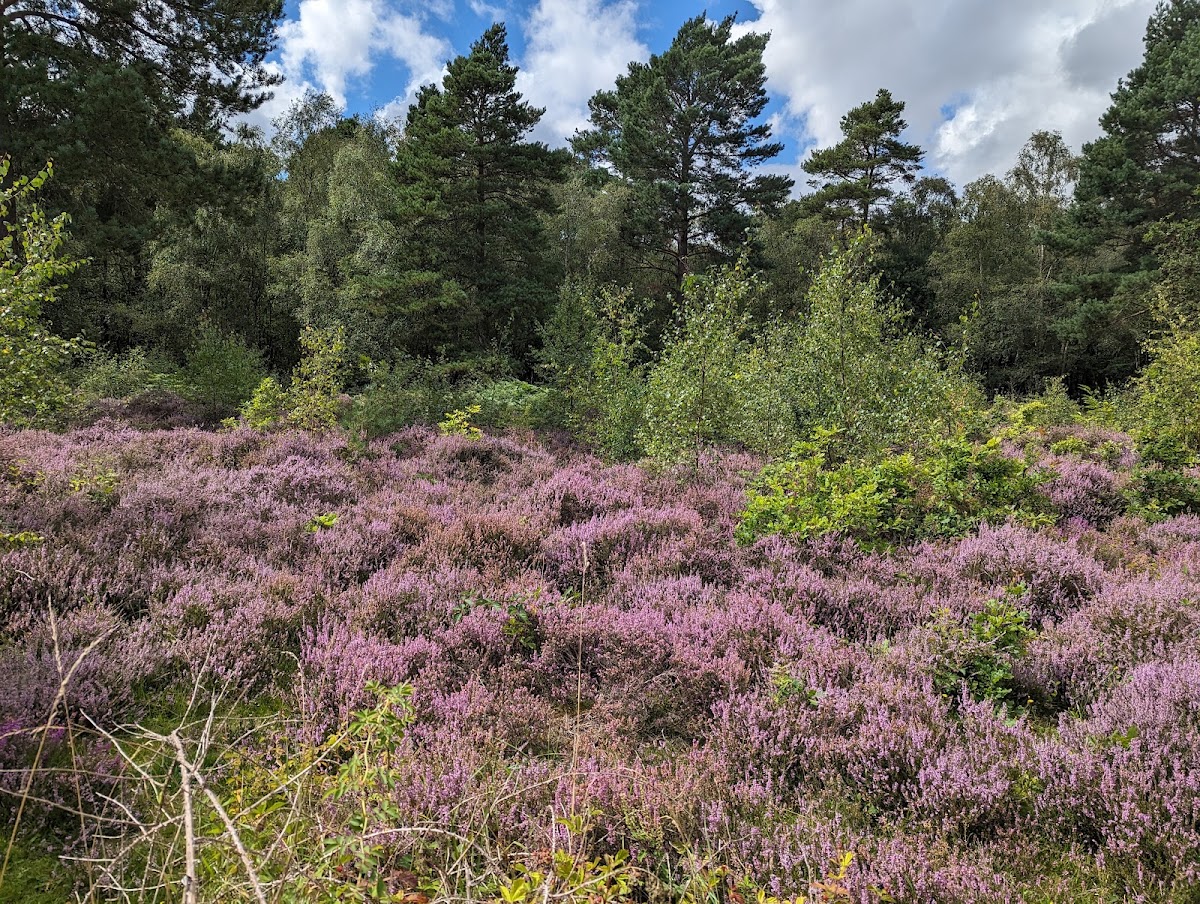 Snelsmore Common