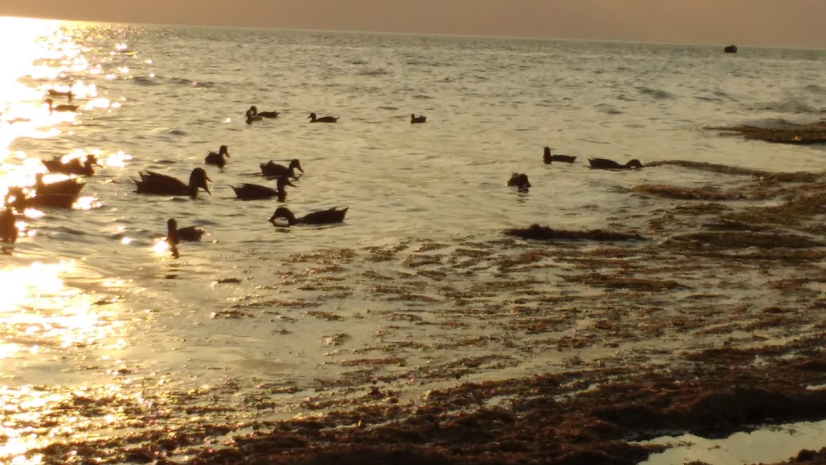Snettisham Beach