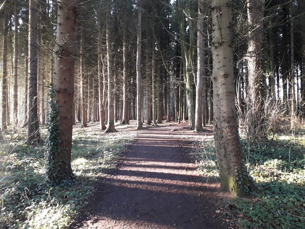 Somerset Forest