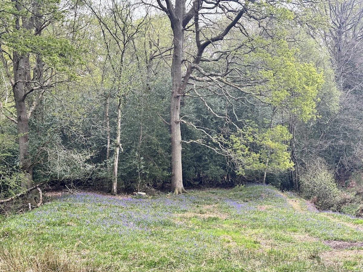 St Leonard's Forest