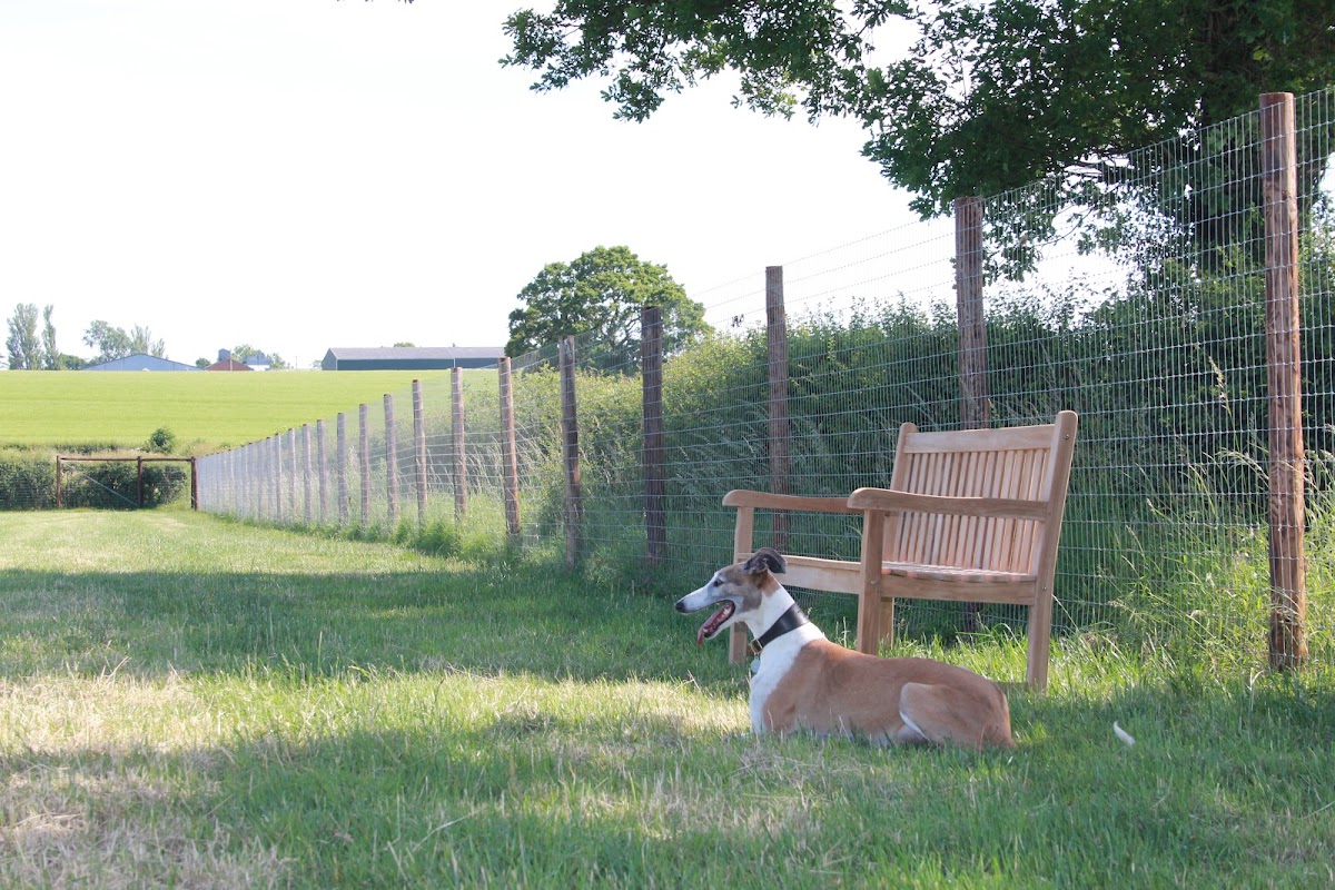 Stratford Dog Walking Field