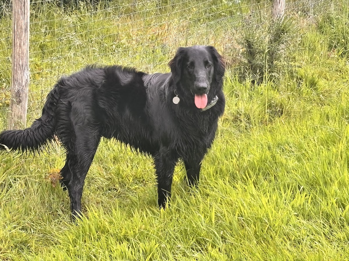 The Barn Dog Field