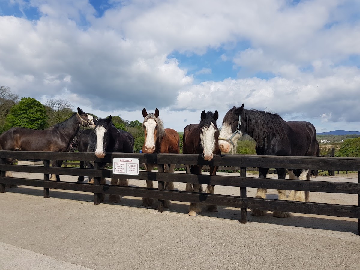 The Home of Rest for Old Horses