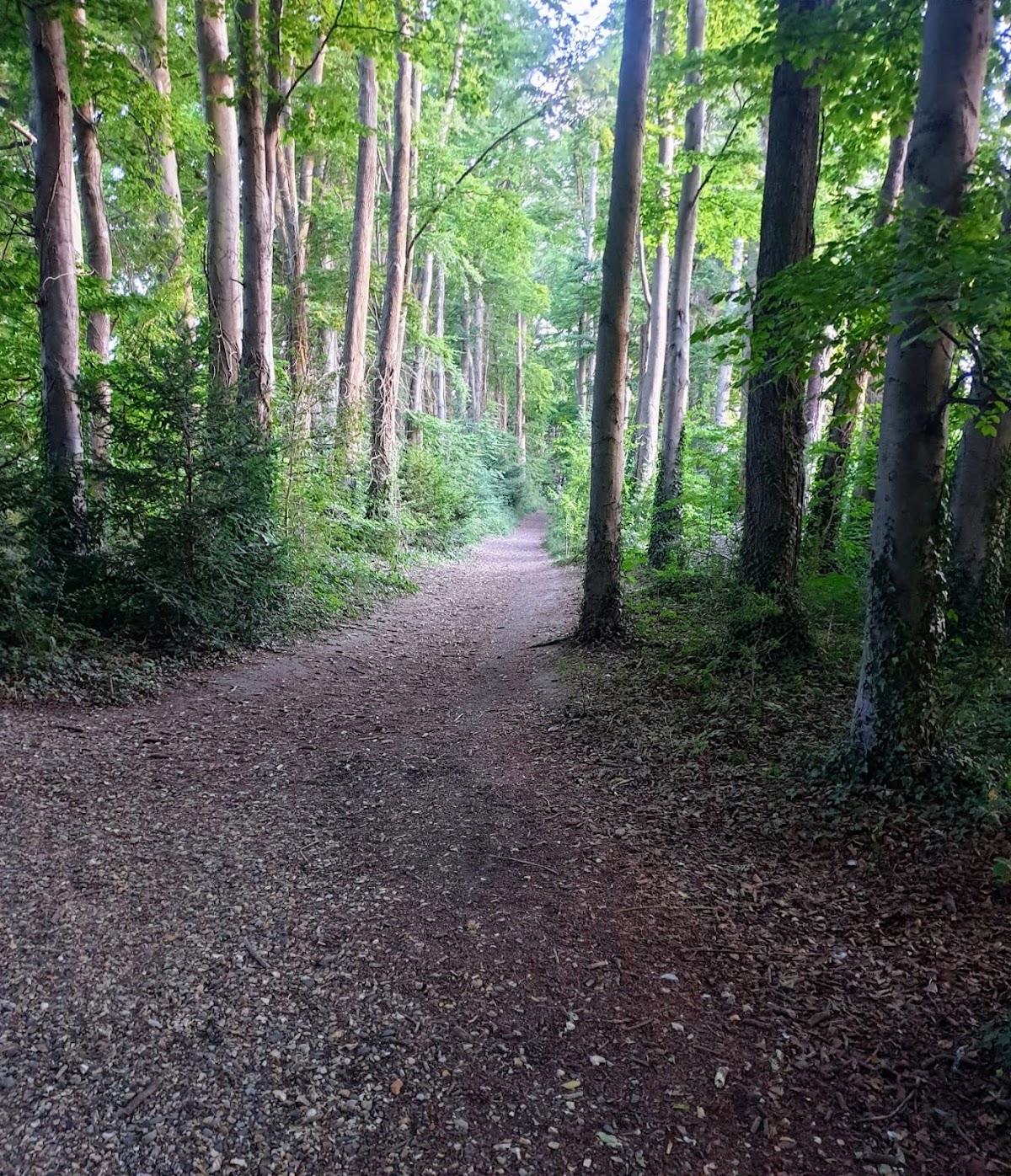 The Spinney Rooksdown