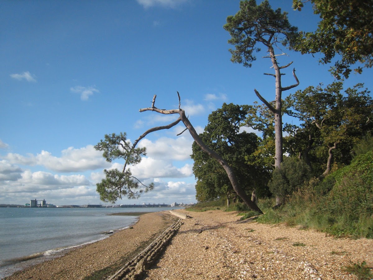 Weston Shore