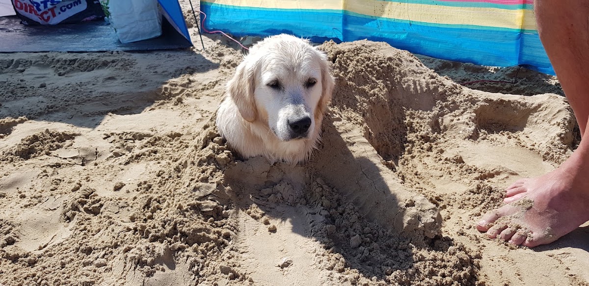 Weymouth Beach dog exercise area