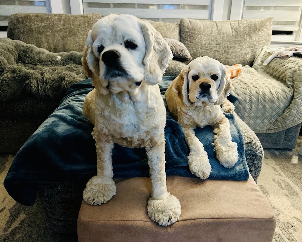 Weymouth Dog Shop