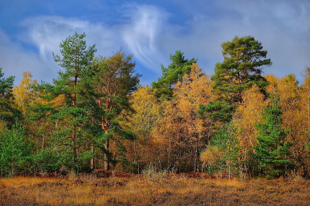 Whitmoor Common