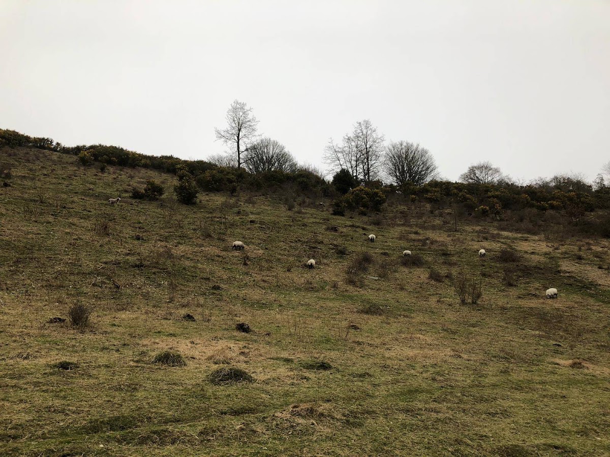 Wild Park