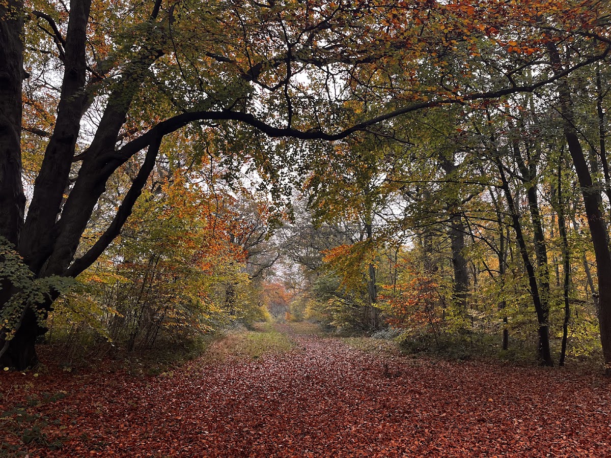 Wytham Woods
