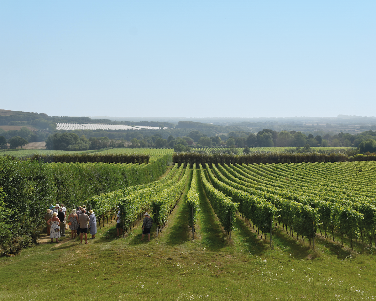 Yotes Court Vineyard