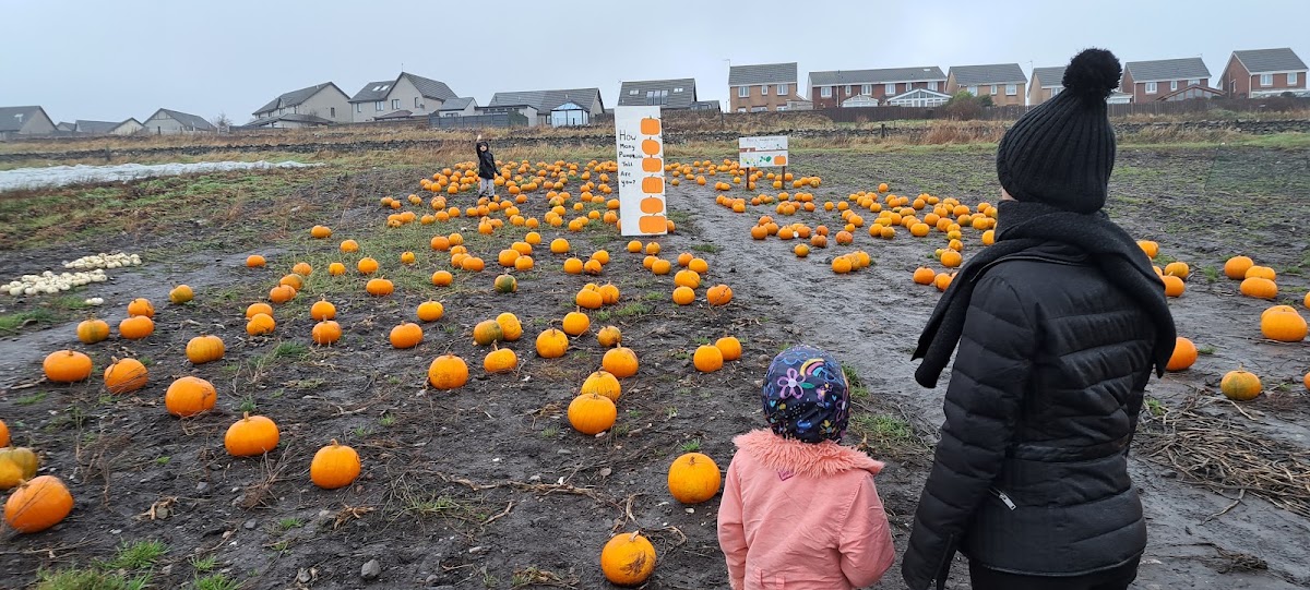 Jamieson's Farm Shop Pumpkin Patch
