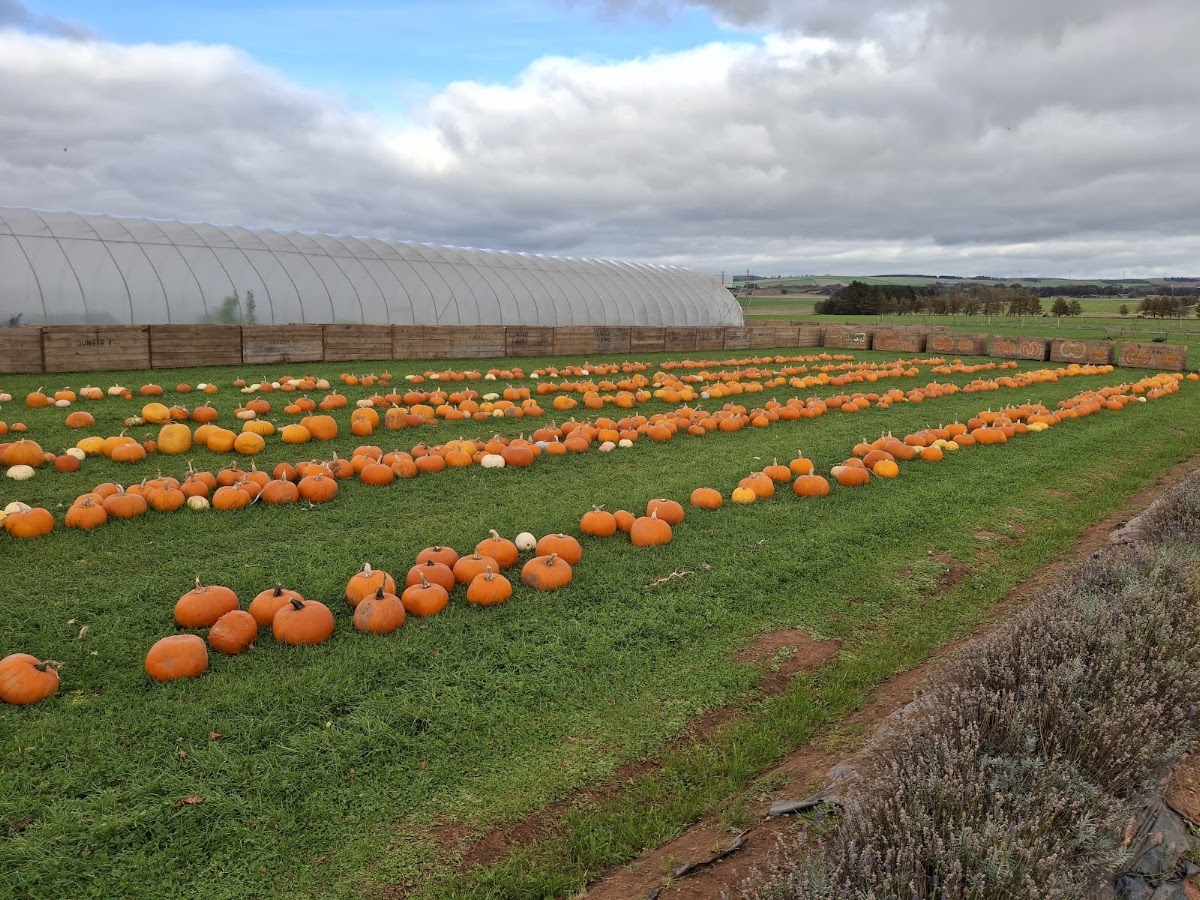 Westerton Farmers — pumpkin patch photo 5