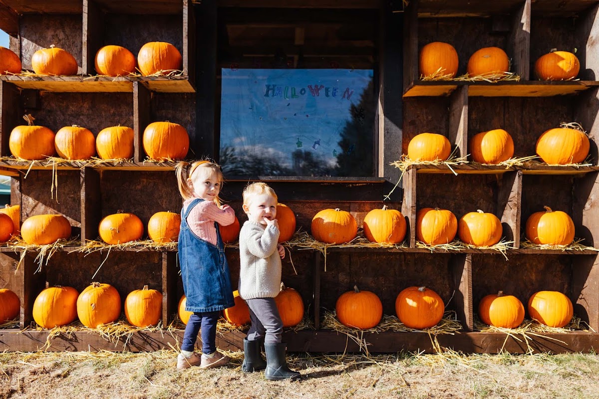 Frosts Pumpkin Patch — pumpkin patch photo 3