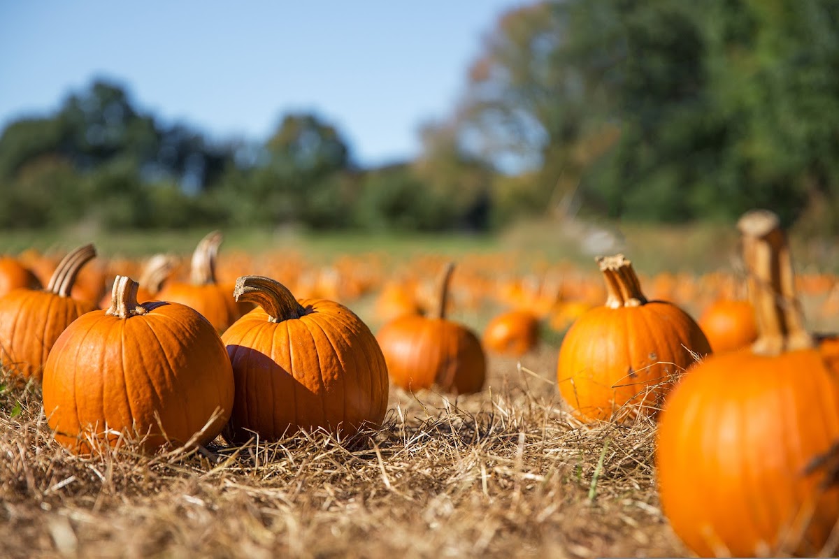 Frosts Pumpkin Patch — pumpkin patch photo 4