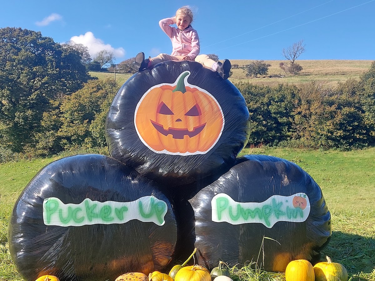 The Bridgend Pumpkin Patch (Dolau Ifan Ddu Farm) — pumpkin patch photo 3