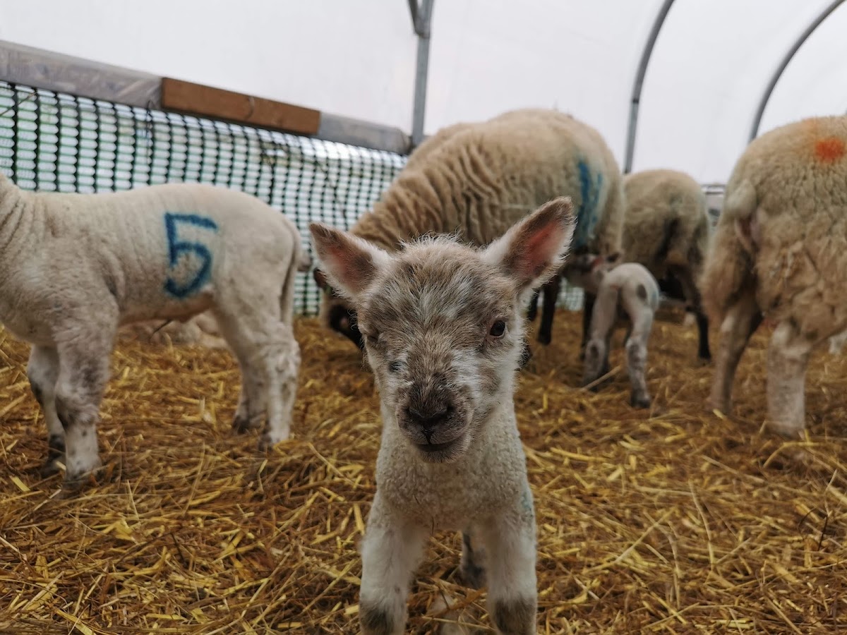 Pencoed Fach Pumpkin Patch — pumpkin patch photo 2