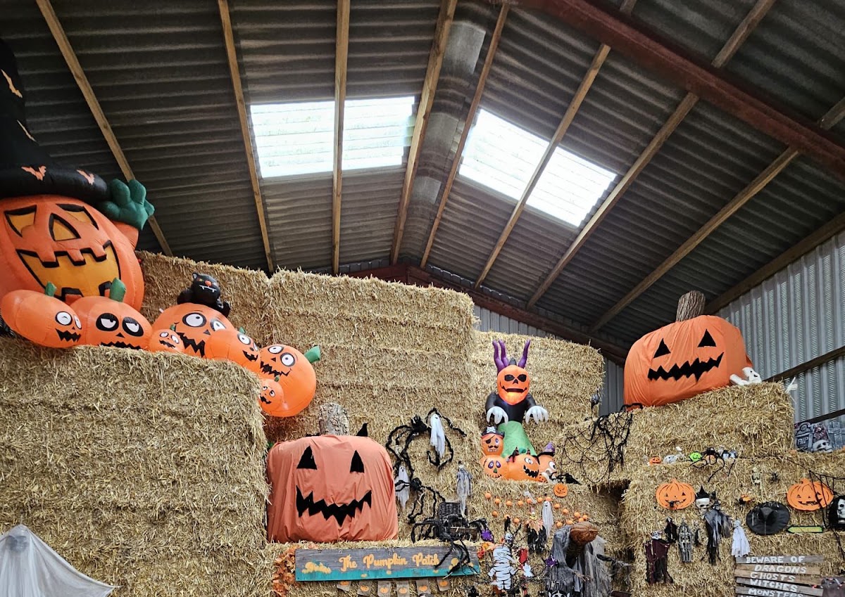 Pencoed Fach Pumpkin Patch — pumpkin patch photo 5