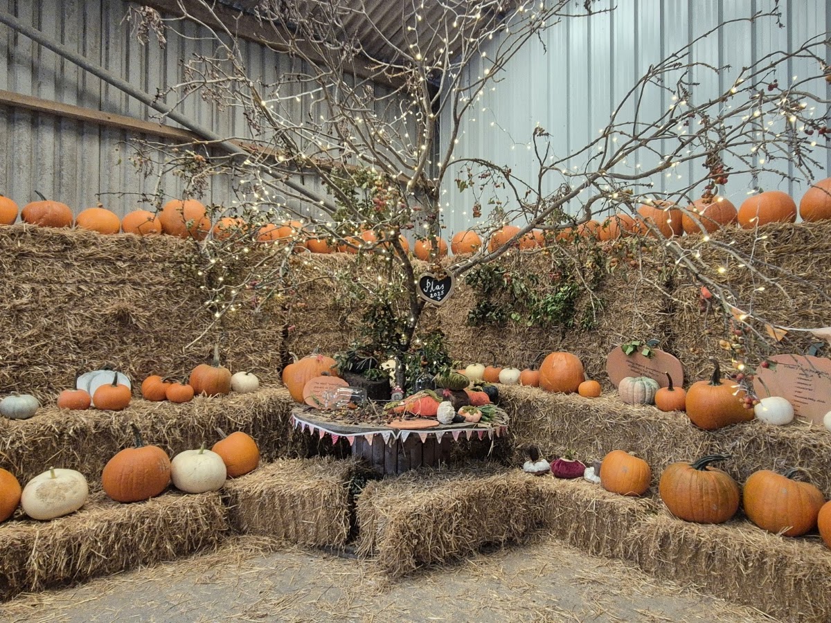 Pwmpenni Plas Pumpkins
