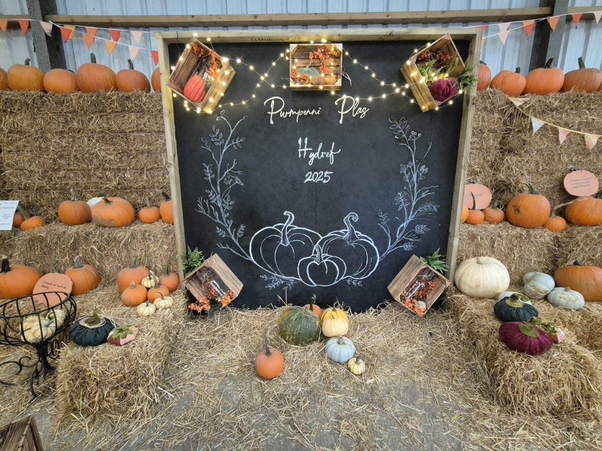 Pwmpenni Plas Pumpkins — pumpkin patch photo 2