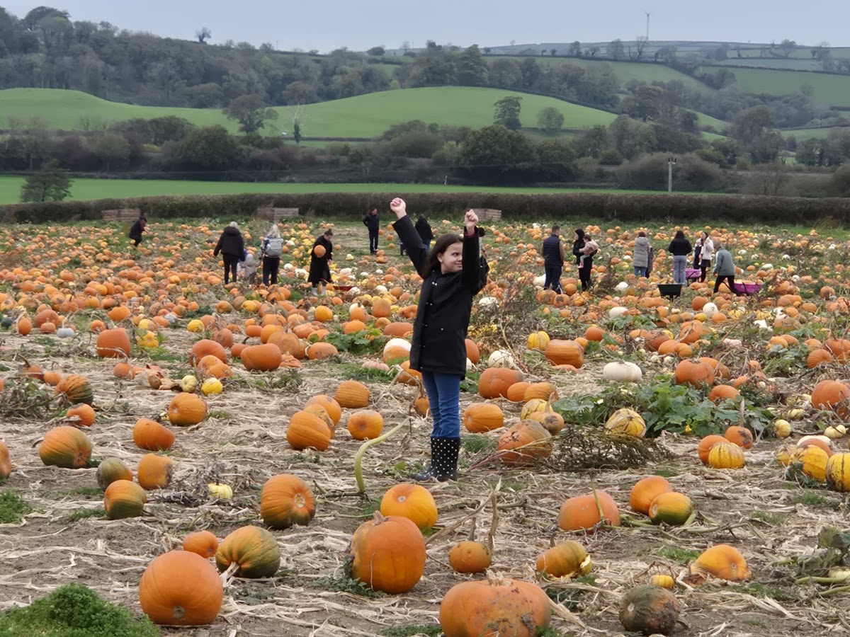 Pwmpenni Plas Pumpkins — pumpkin patch photo 3