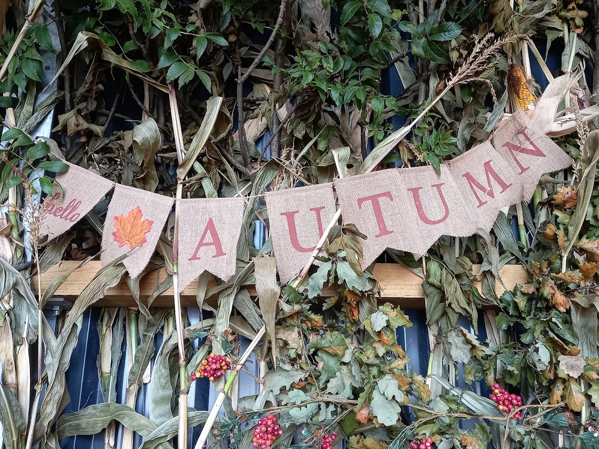 Pwmpenni Plas Pumpkins — pumpkin patch photo 5