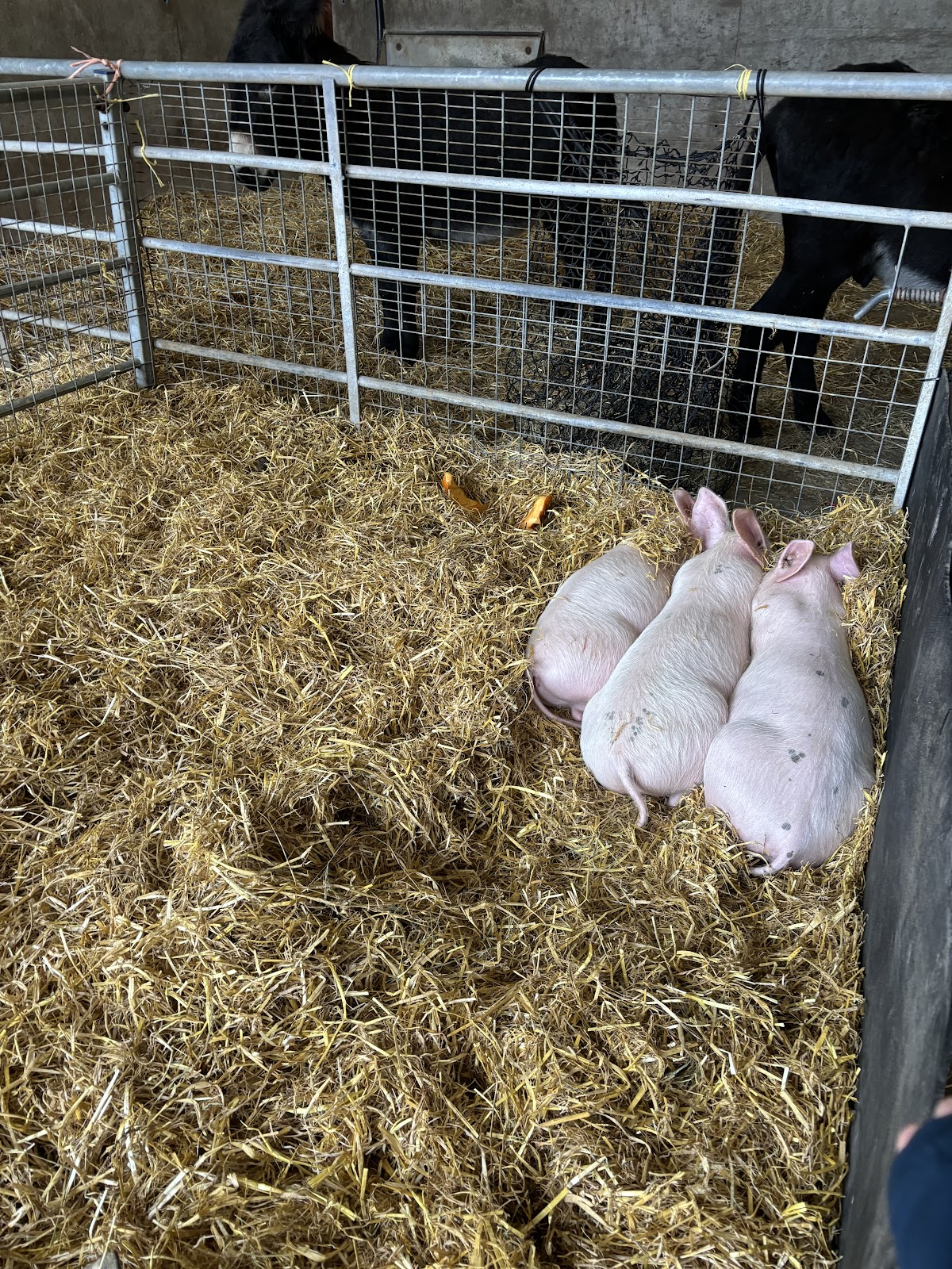 Bates Farm — pumpkin patch photo 5