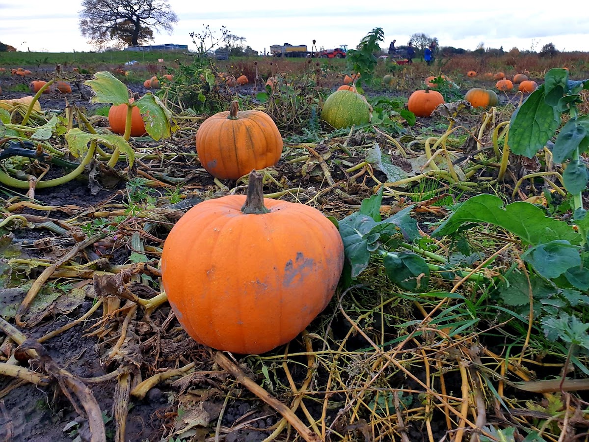 Farmer Berties Pumpkin Patch