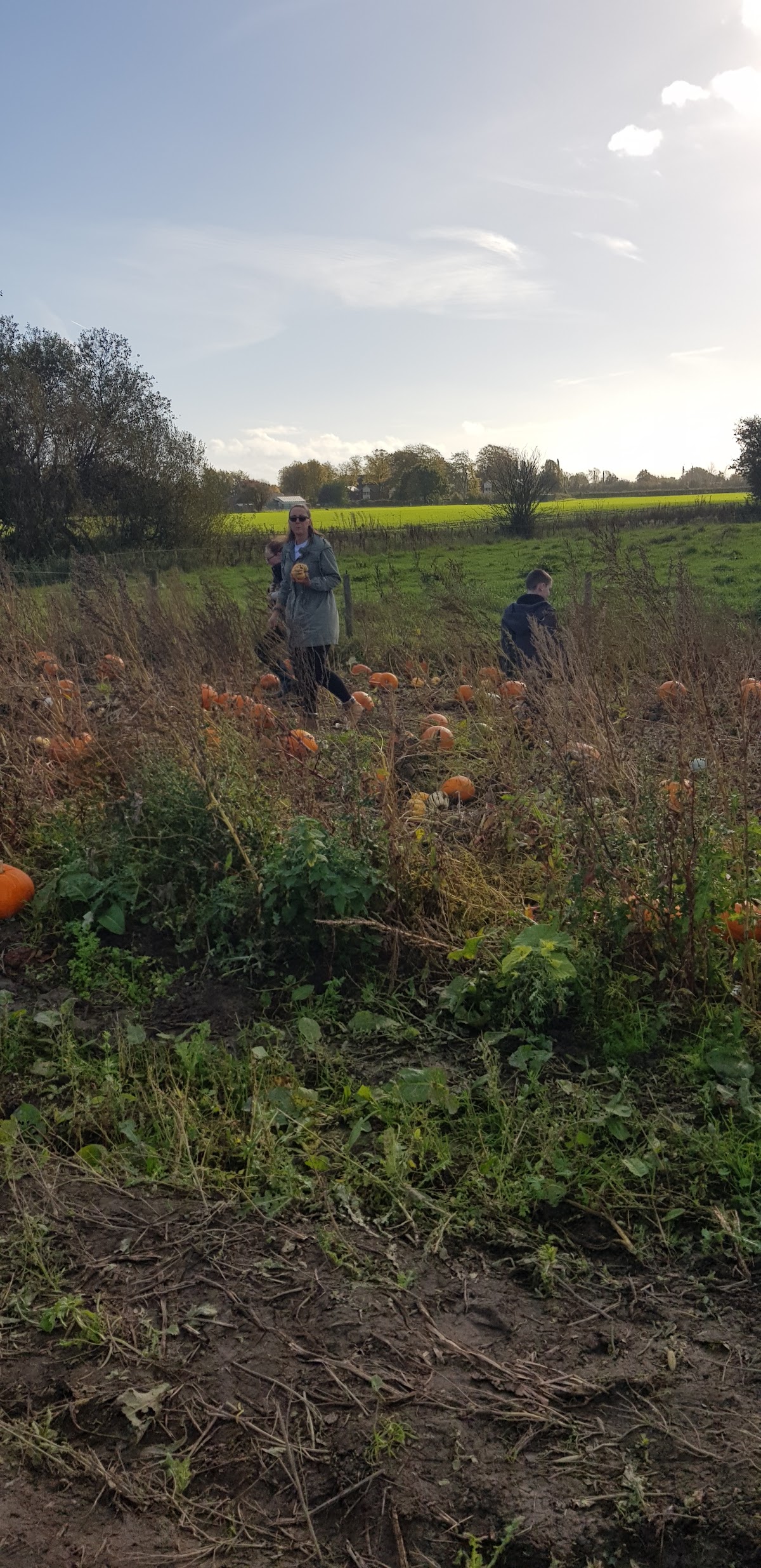 Farmer Berties Pumpkin Patch — pumpkin patch photo 3