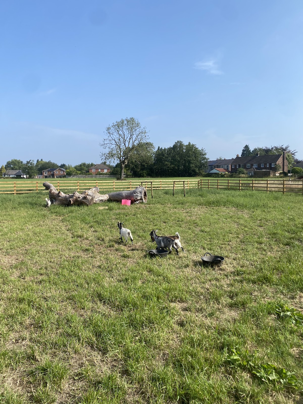 Farmer Berties Pumpkin Patch — pumpkin patch photo 4