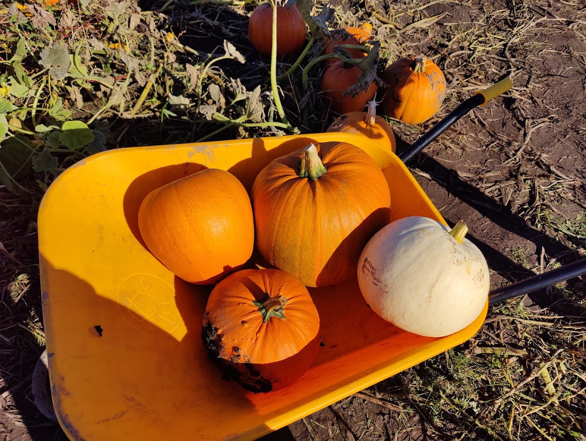 High Legh Pumpkin Patch