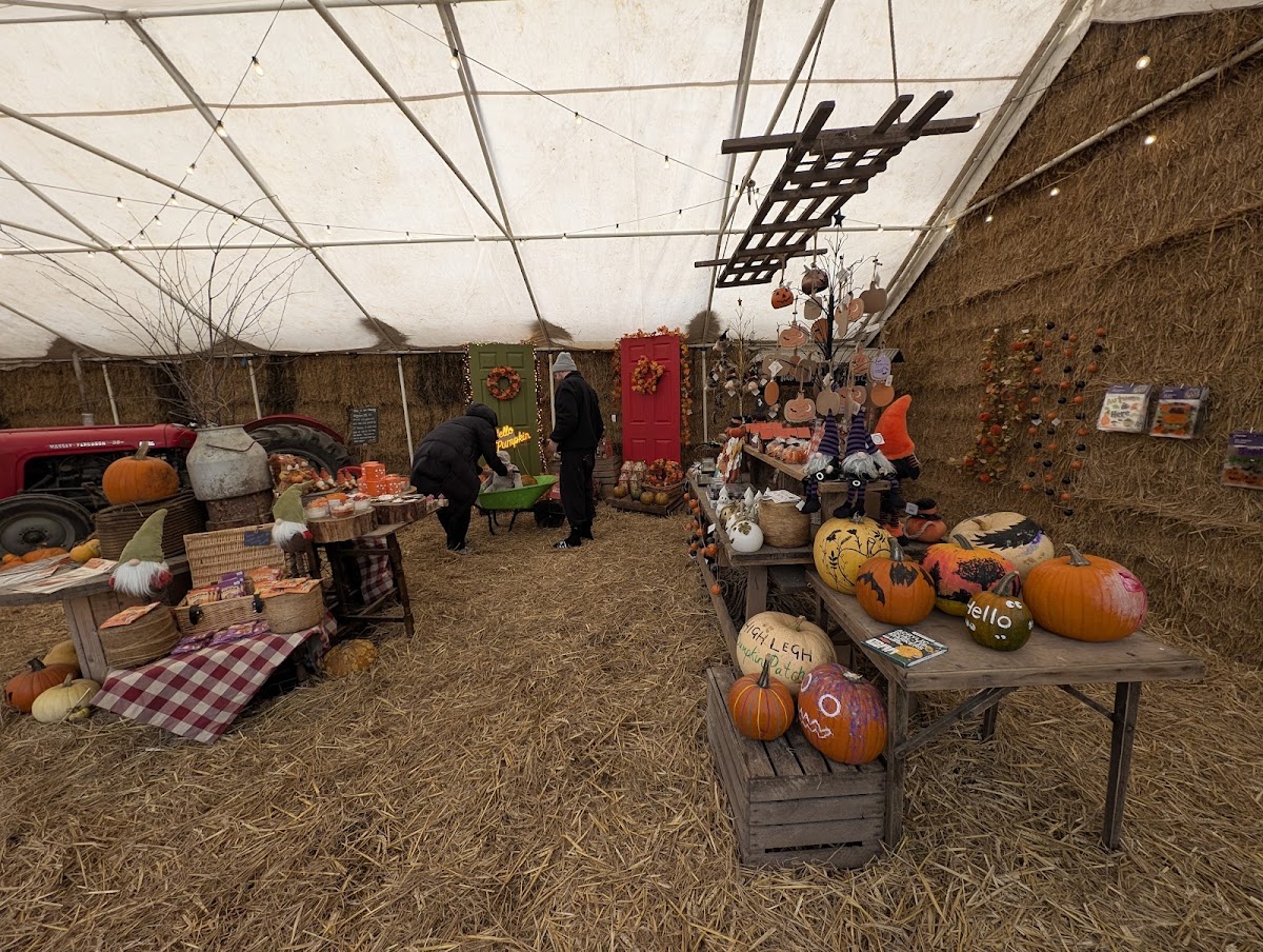 High Legh Pumpkin Patch — pumpkin patch photo 2