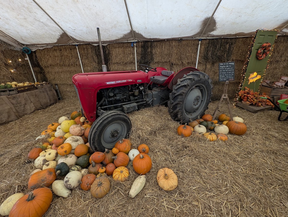 High Legh Pumpkin Patch — pumpkin patch photo 3
