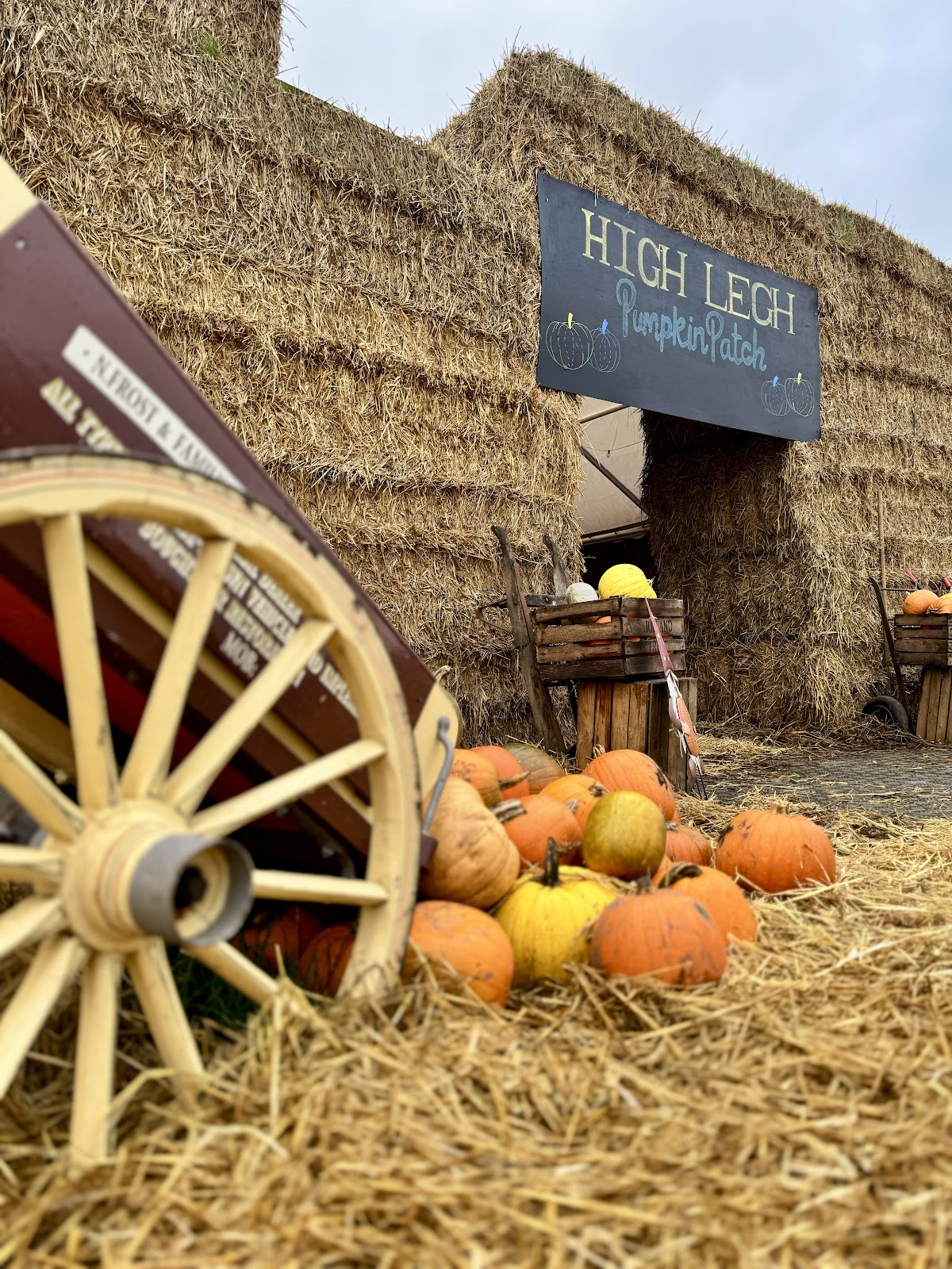 High Legh Pumpkin Patch — pumpkin patch photo 4