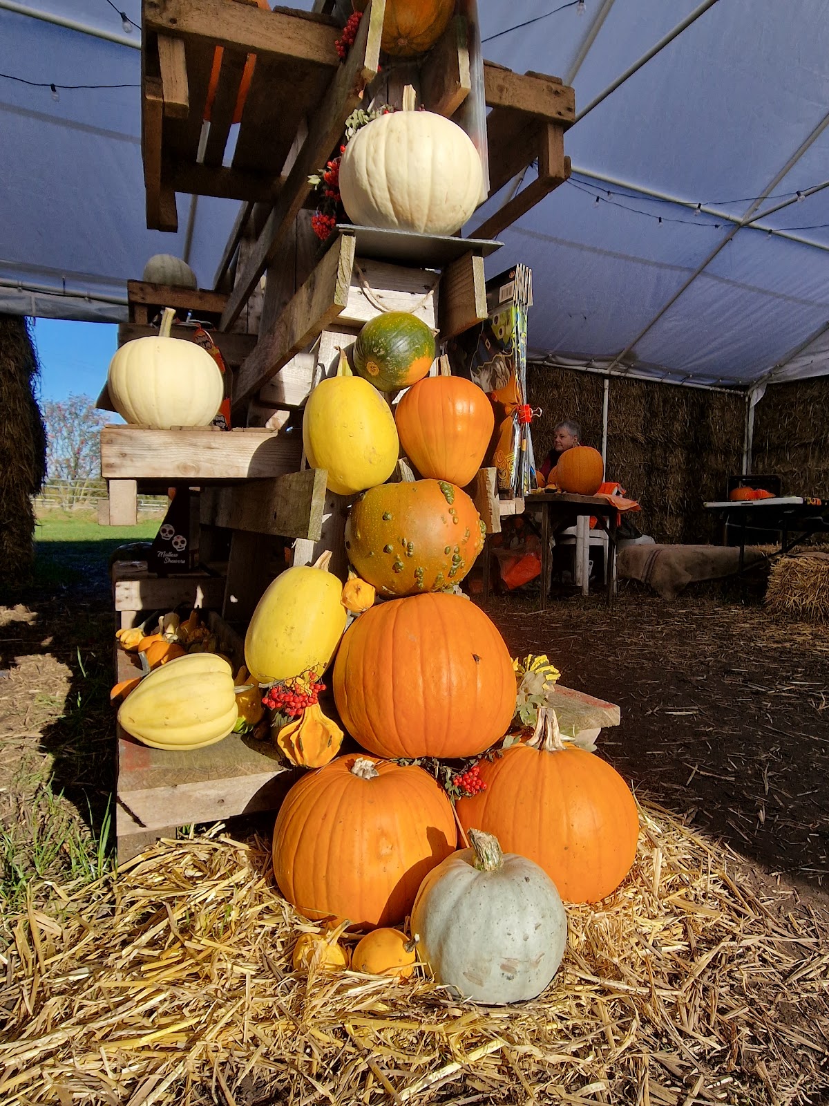 High Legh Pumpkin Patch — pumpkin patch photo 5