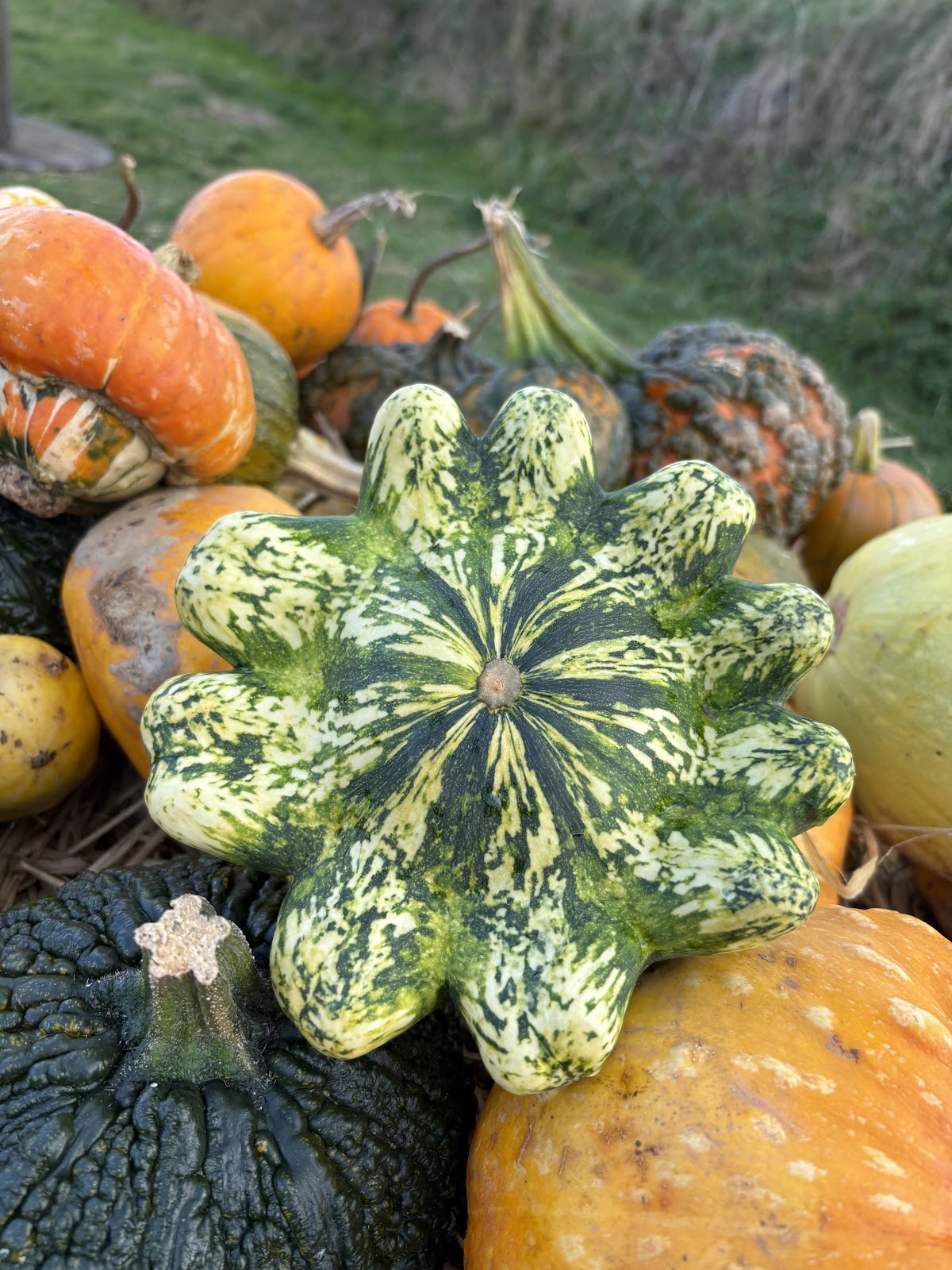 Cargoll Pumpkin Patch — pumpkin patch photo 2