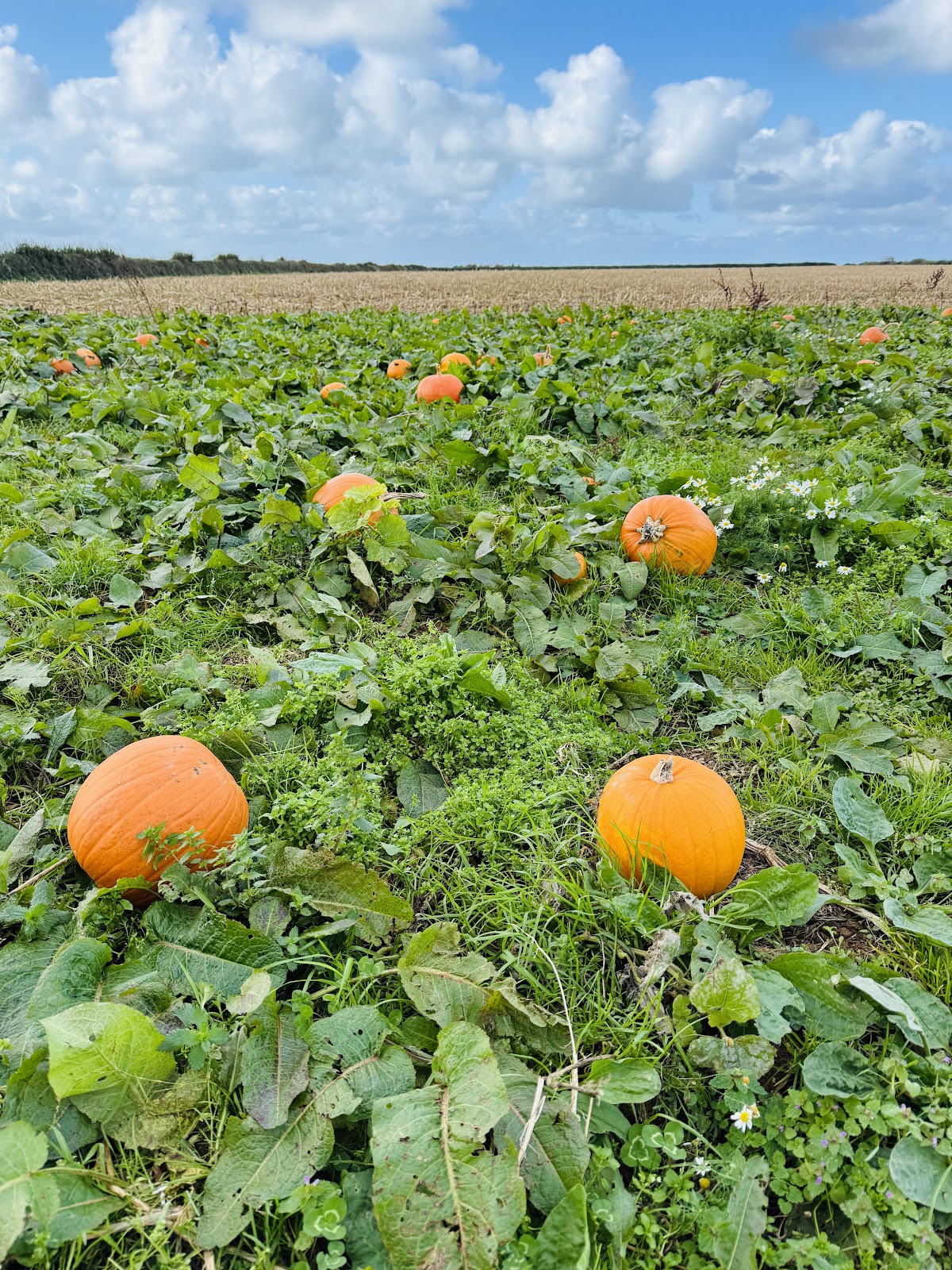 Cargoll Pumpkin Patch — pumpkin patch photo 3