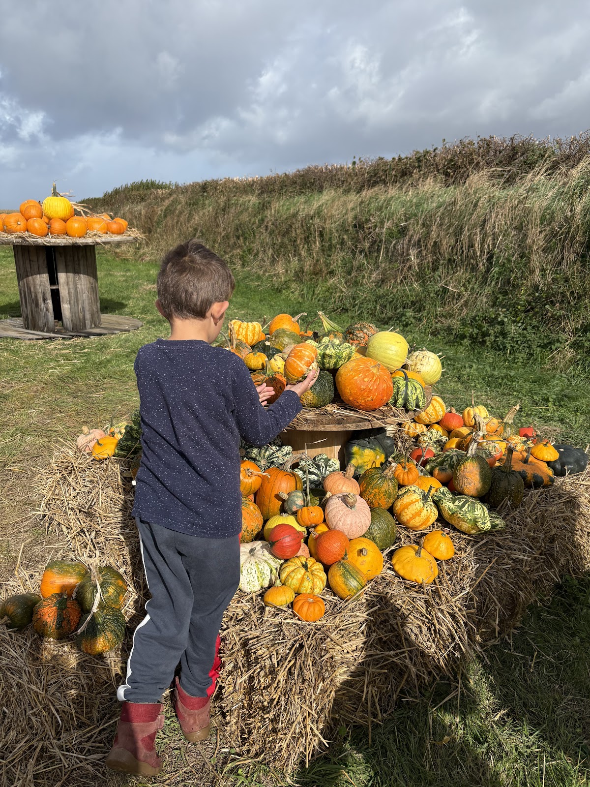 Cargoll Pumpkin Patch — pumpkin patch photo 4