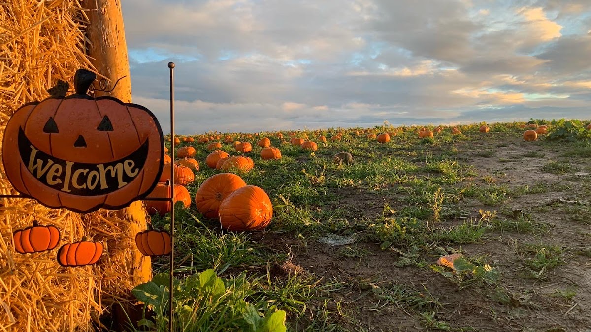 Kinley Hill Pumpkin Patch — pumpkin patch photo 2