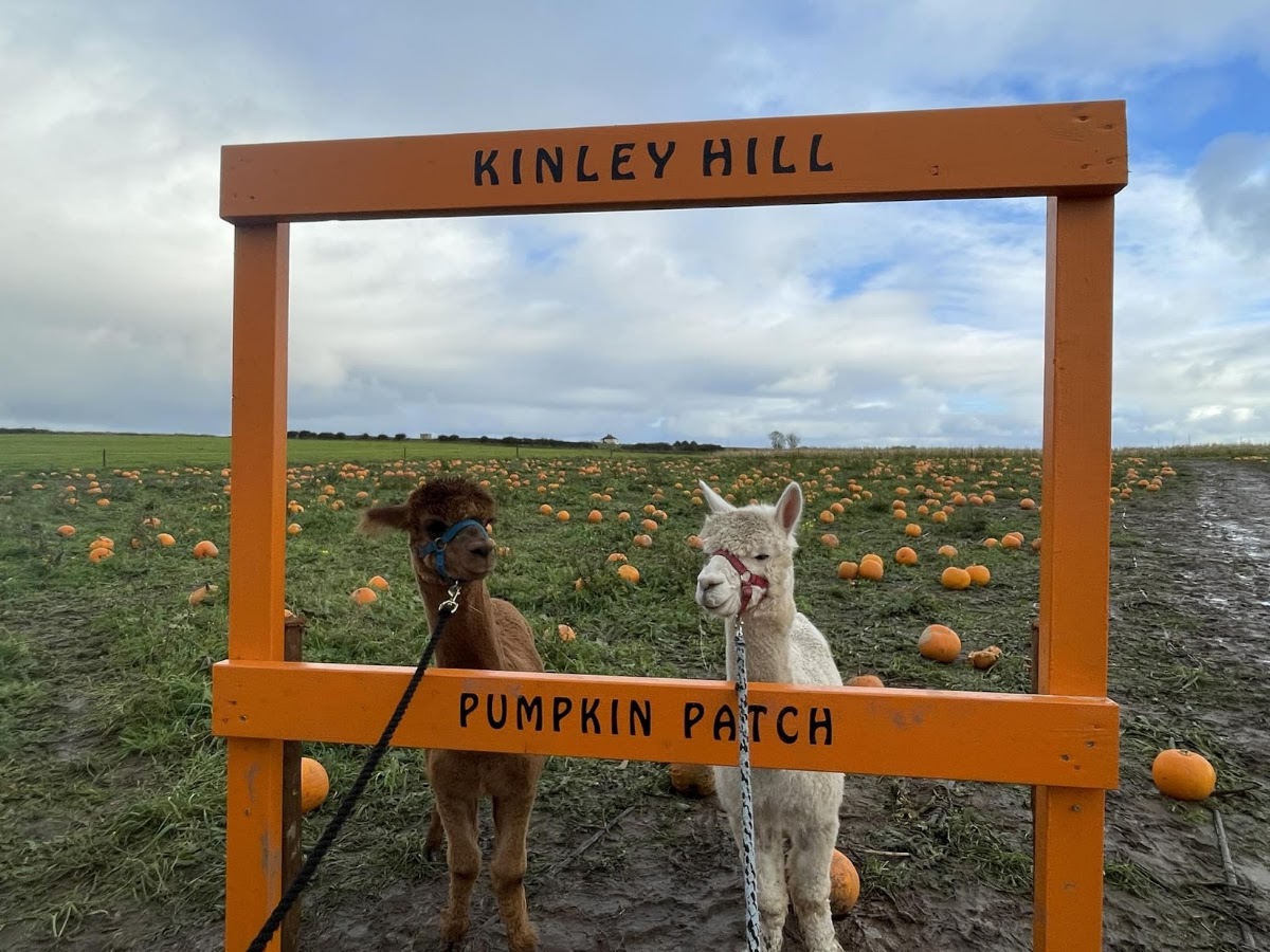 Kinley Hill Pumpkin Patch — pumpkin patch photo 3